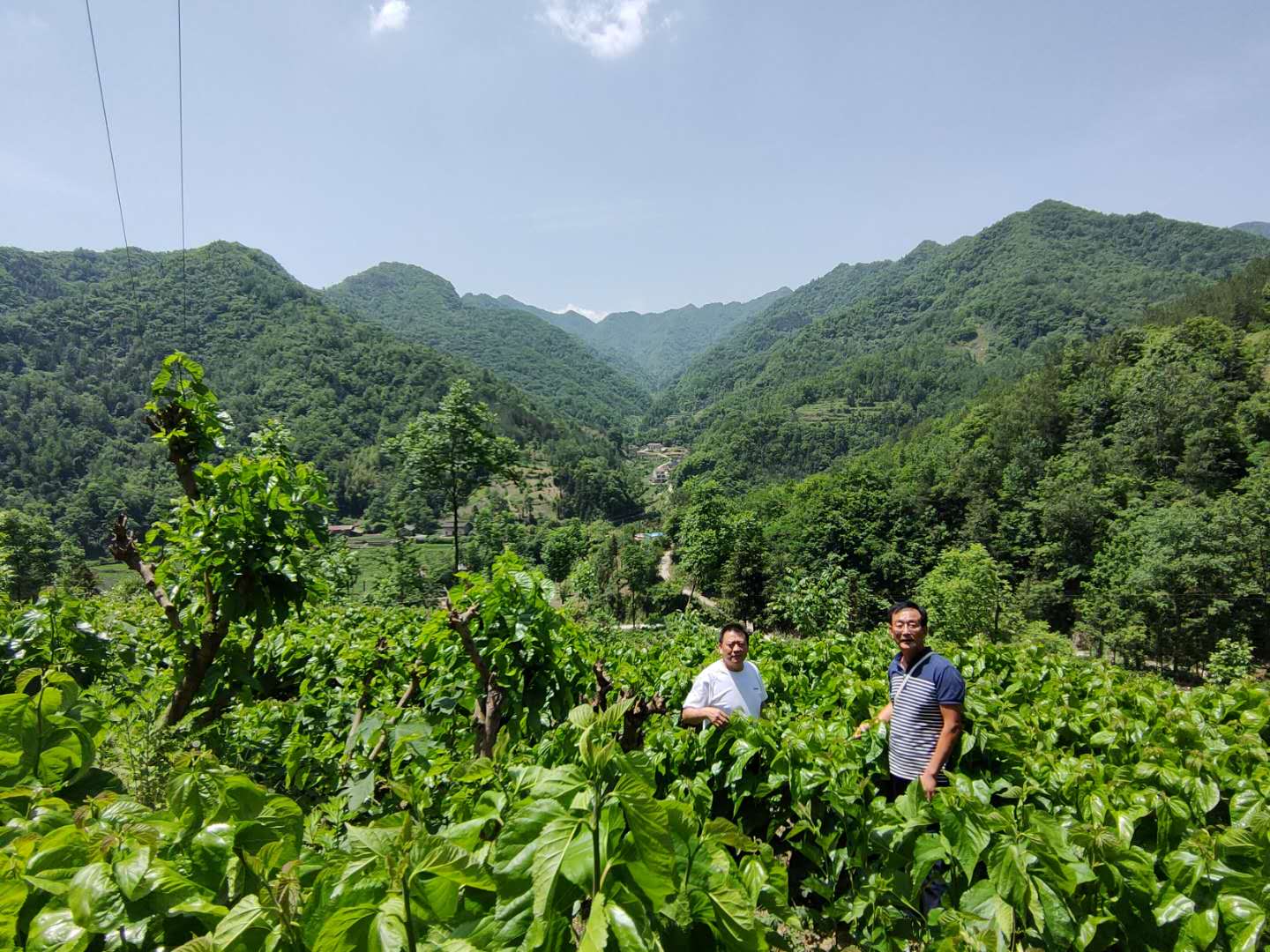 寶業(yè)公司送物資送技術(shù) 全力幫扶麻廟村高起點發(fā)展蠶桑產(chǎn)業(yè)